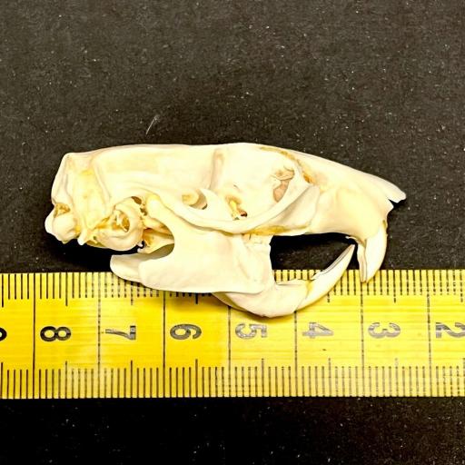  Rattus norvegicus - Real Rat Skull - Very big! 45-50mm Taxidermy  [1]