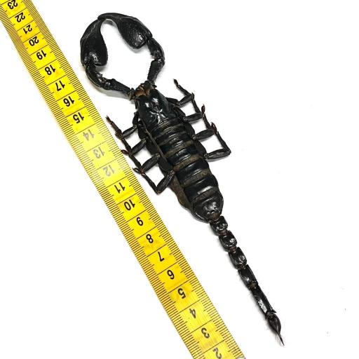 Real Scorpion Heterometrus laoticus Thailand Very Big!!  [2]