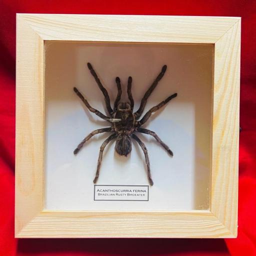 Acanthoscurria Ferina - Brazilian Rusty Birdeater - Mounted Framed - Taxidermy Insects