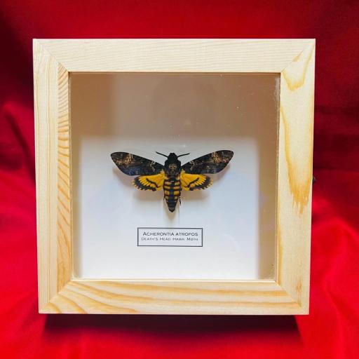 Acherontia Atropos - Mounted Framed - Taxidermy Insects