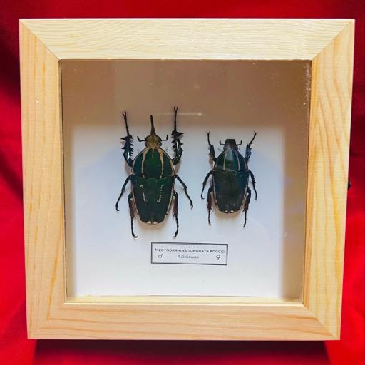 Mecynorrhina Torquata Poggei - PAIR - Mounted Framed - Taxidermy Insects