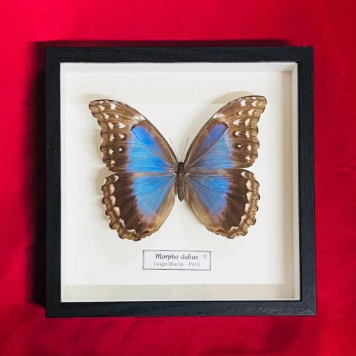 Moprho didius - female  - Perú - Mounted Framed - Taxidermy - Insects