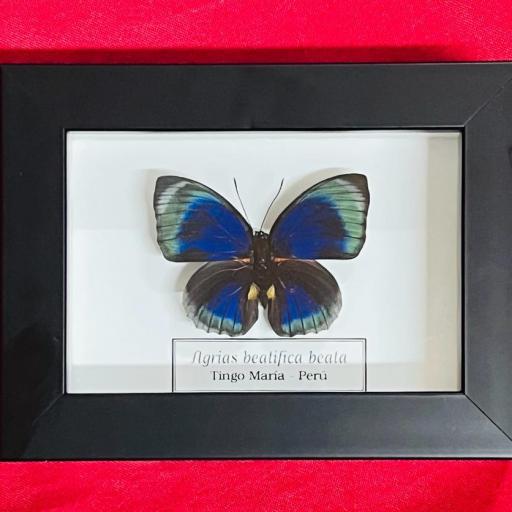 Agrias bealifica beata - Perú - Mounted Framed - Taxidermy - Insects