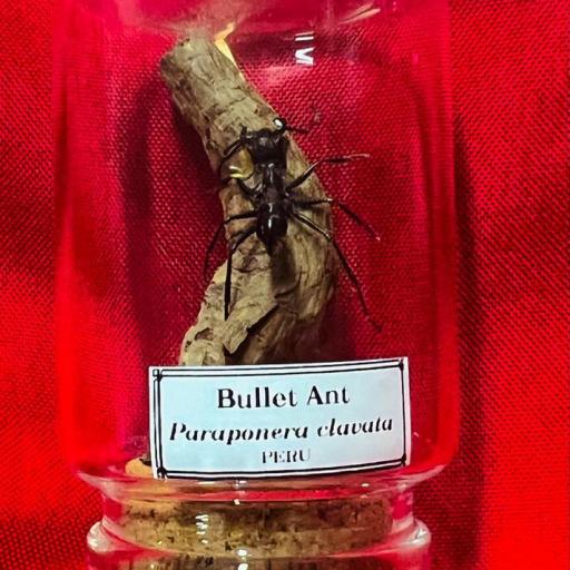 Bullet Ant- Paraponera clavata - Perú- Mounted - Taxidermy - Insects