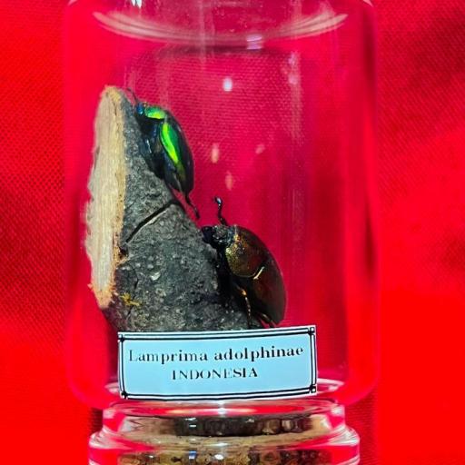 Lamprima adolphinae - indonesia - Mounted - Taxidermy - Insects