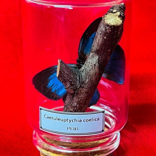 Caeruleuptychia coelica - Perú-  Mounted - Taxidermy - Insects