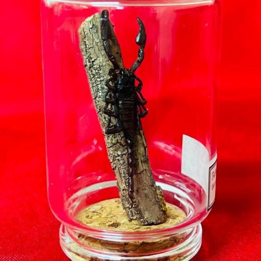 Baby Black Scorpion - Heterometrus cyaneus -  Indonesia - Mounted - Taxidermy - Insects [1]