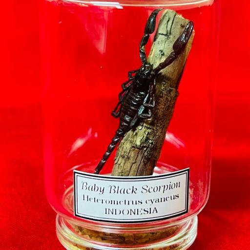 Baby Black Scorpion - Heterometrus cyaneus -  Indonesia - Mounted - Taxidermy - Insects