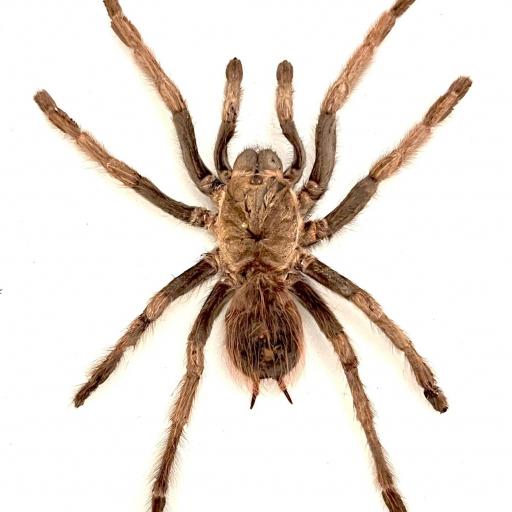 Giant Spider! Acanthoscurria ferina A1 from Peru