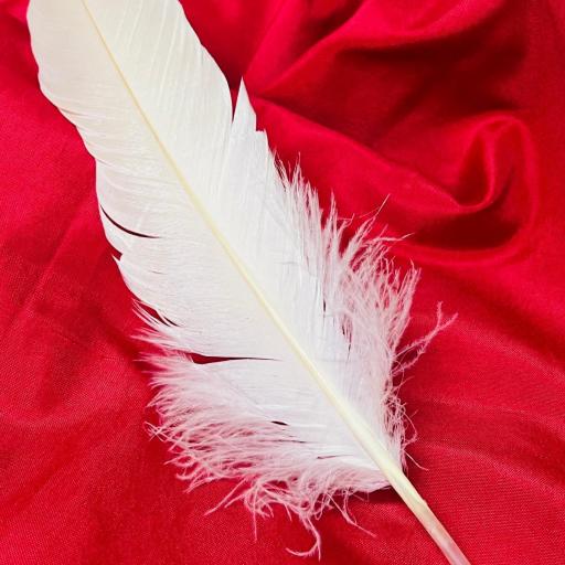 Pluma Natural de Cisne para Rituales 40 cm  [0]