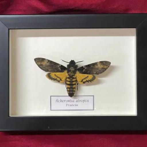 Acherontia atropos  - Framed  - Taxidermy [0]