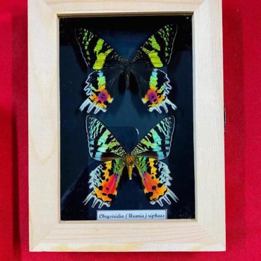 Urania Ripheus  - Framed  - Taxidermy [0]