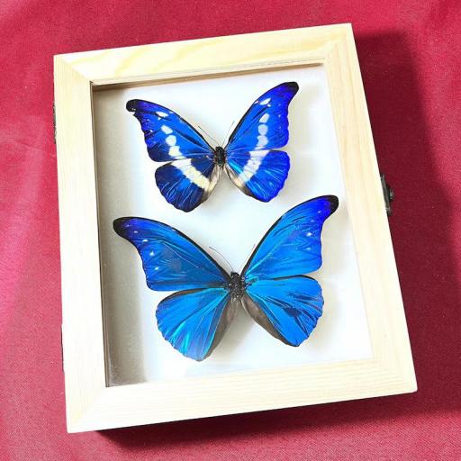 Morpho rhetenor helena y cacica  - Framed  - Taxidermy [0]