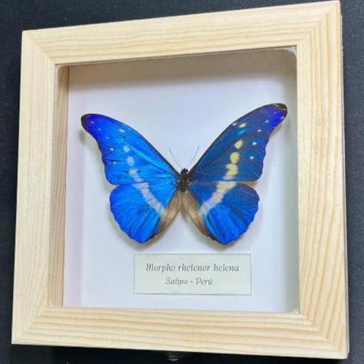 Morpho rhetenor helena - Framed  - Taxidermy [0]