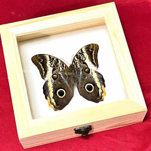 Caligo atreus  - Framed  - Taxidermy [1]