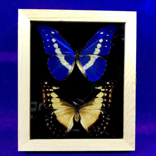 Morpho rhetenor helena Pareja  - Framed  - Taxidermy [0]