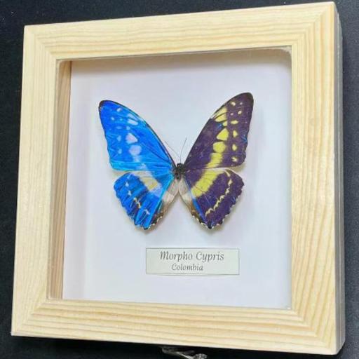 Morpho Cypris - Framed  - Taxidermy [0]