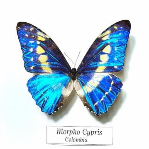 Morpho Cypris - Framed  - Taxidermy [1]