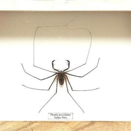 Giant Arachnida Phryna grossetaitai Thailand - Framed - Taxidermy