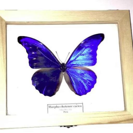 Morpho rhetenor cacica  - Framed  - Taxidermy [1]