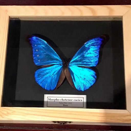 Morpho rhetenor cacica  - Framed  - Taxidermy