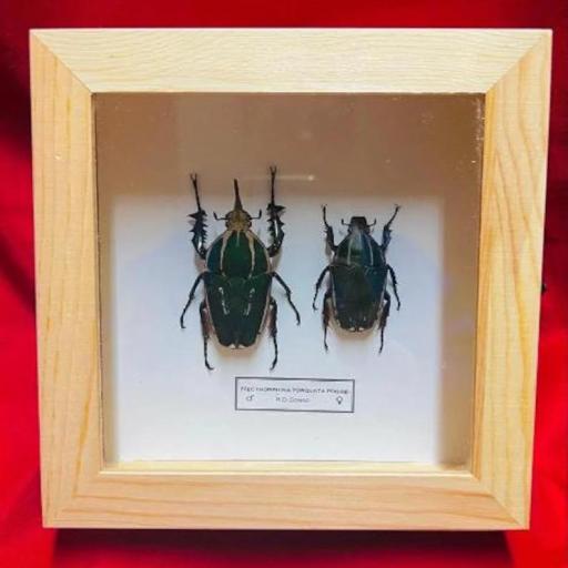 Pareja Mecynorrhina Torquata Poggei - Framed  - Taxidermy