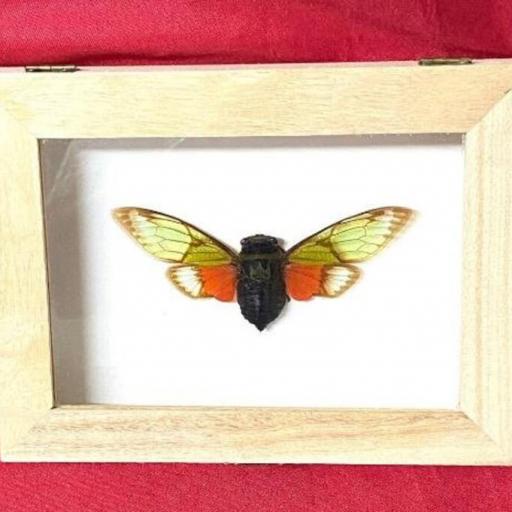 Salvazana imperialis - Framed  - Taxidermy [0]