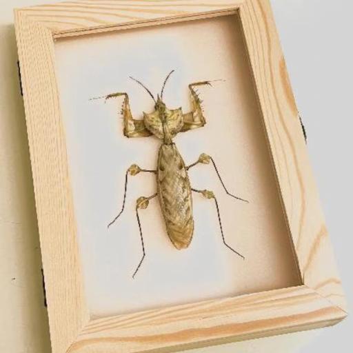 Mantis Gigante Indolomantis diabolica - Framed  - Taxidermy [1]