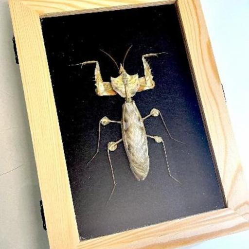 Mantis Gigante Indolomantis diabolica - Framed  - Taxidermy