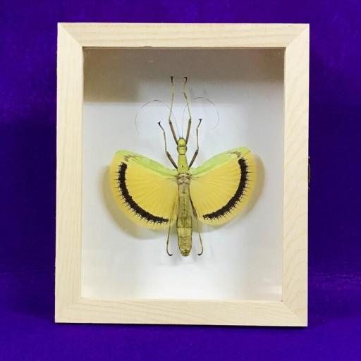 Tagesoidea nigrofasciata - Framed  - Taxidermy [0]