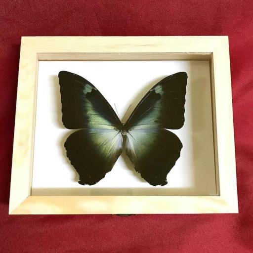 Morpho cisseis - Framed  - Taxidermy [0]