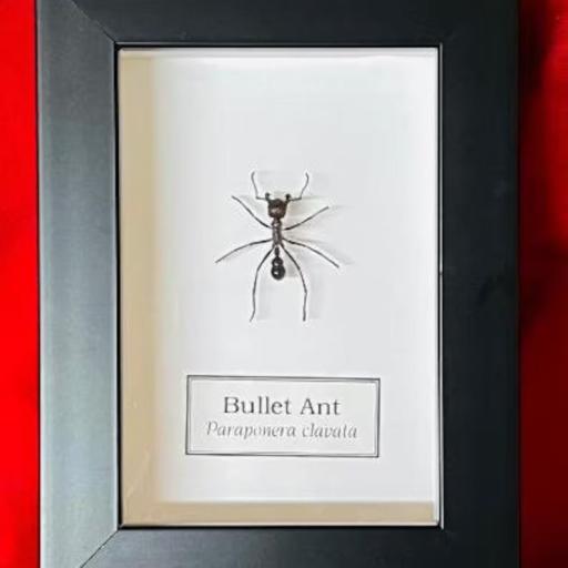 Hormiga Bala! Paraponera clavata - Framed  - Taxidermy [0]