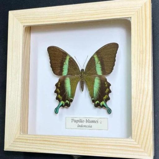 Papilio blumei Hembra! - Framed  - Taxidermy [0]