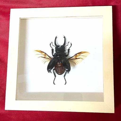 Odontolabis dalmani - Framed  - Taxidermy [0]