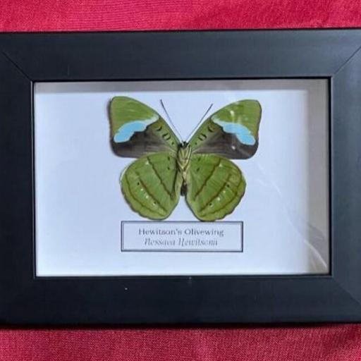 Nessaea Hewitsonii - Framed  - Taxidermy [1]