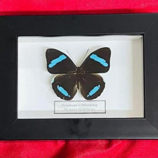 Nessaea Hewitsonii - Framed  - Taxidermy