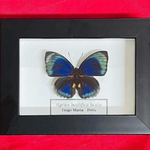 Agrias bealifica beata- Framed  - Taxidermy