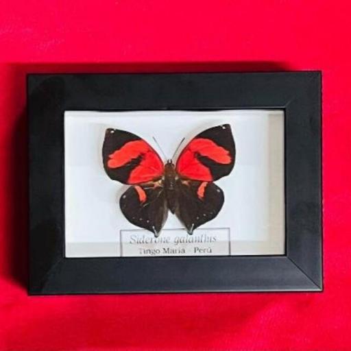 Siderone galanthis  -  Framed  - Taxidermy [0]