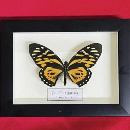 Papilio zagreus   -  Framed  - Taxidermy [0]