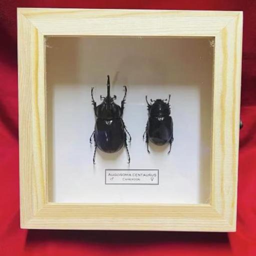 Augosoma Centaurus pareja  -  Framed  - Taxidermy