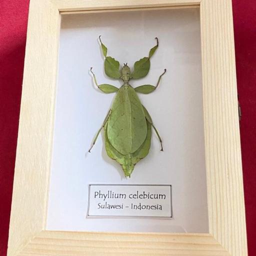 Insecto Hoja Phyllium celebicum - Framed  - Taxidermy [1]