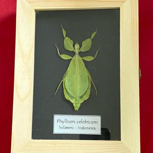 Insecto Hoja Phyllium celebicum - Framed  - Taxidermy [0]