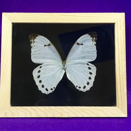 Morpho luna -  Framed  - Taxidermy