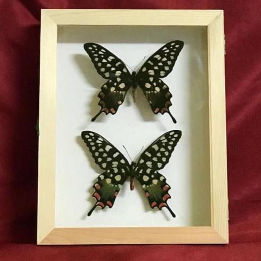 Papilio antenor pareja -  Framed  - Taxidermy