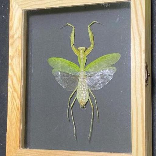 Mantis Gigante Rhombodera extensicollis -  Framed  - Taxidermy