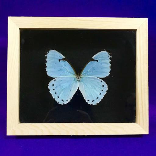 Morpho catenaria  -  Framed  - Taxidermy [0]