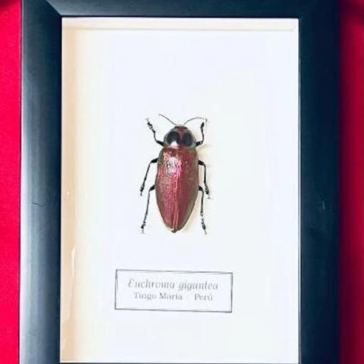 Euchroma gigantea -  Framed  - Taxidermy