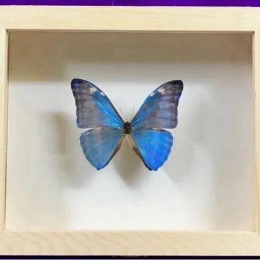 Morpho adonis  - Framed  - Taxidermy [1]