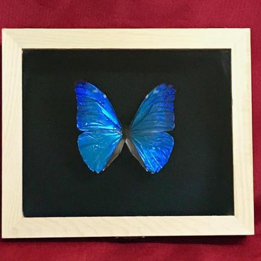 Morpho adonis  - Framed  - Taxidermy [0]