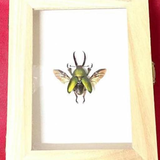 Lamprima adolphinae - Framed  - Taxidermy [0]